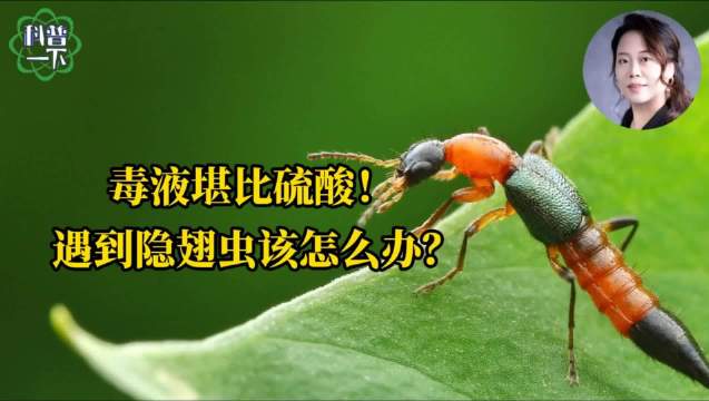 北方多地隐翅虫肆虐，毒液堪比硫酸如何应对