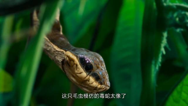 这只毛虫模仿的毒蛇也太像了！给你颁发奥斯卡
