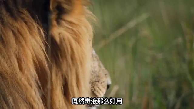 毒液那么好用，为什么大型食肉动物大多都是无毒的？ 科普