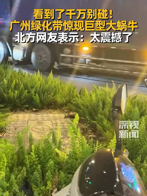 广州女子拍到巨型非洲大蜗牛，提醒切勿触碰