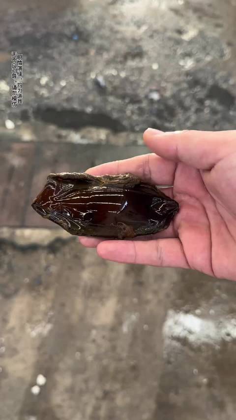 抢救脐带打结的小鲨鱼