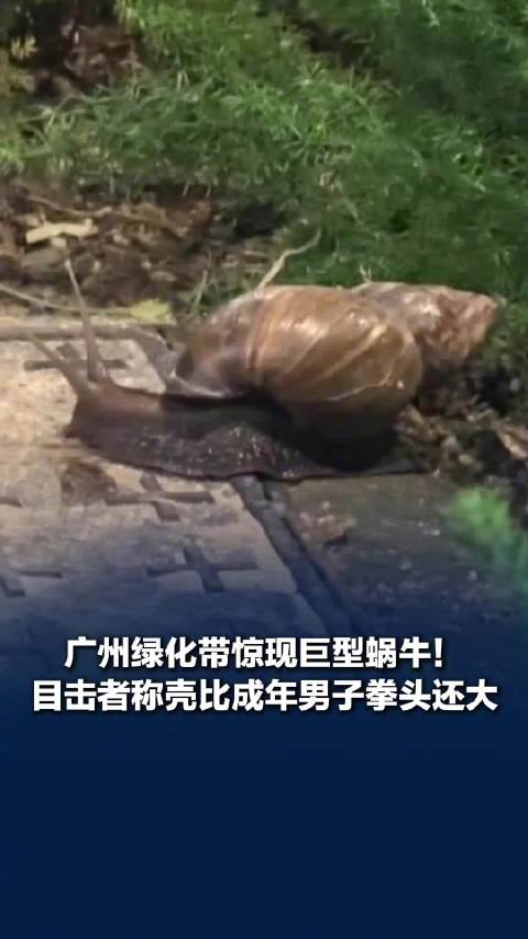 非洲大蜗牛为何被称为“毒王”？