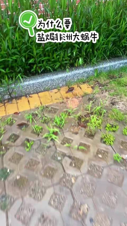 女子拍下巨型非洲蜗牛，寄生虫可入侵大脑勿触摸