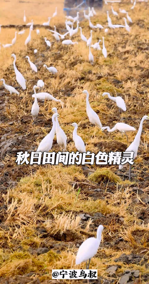 铁牛犁地白鹭相伴 慈溪秋日田园画卷