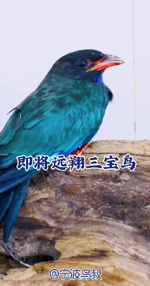 慈溪龙山罗女士救助三宝鸟，野保喂养后重返蓝天