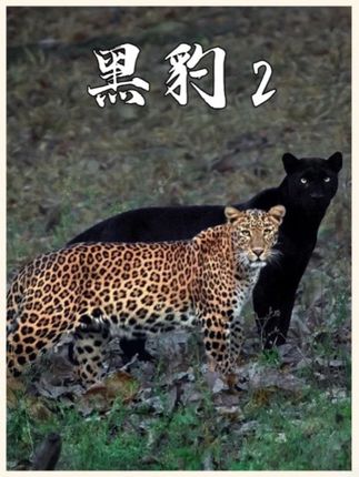 这是非洲有史以来发现的第一只黑豹！