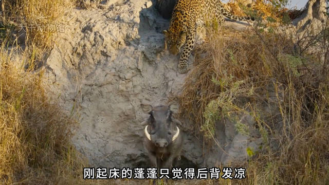 疣猪蓬蓬刚出洞就遇狩猎者