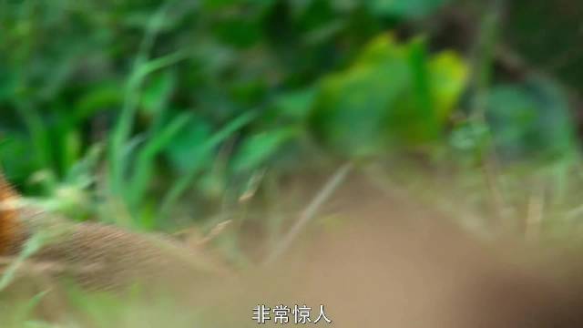动物世界也很神奇的呢～4