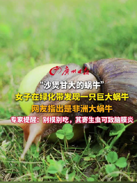 女子发现拳头大的蜗牛，专家：千万别碰