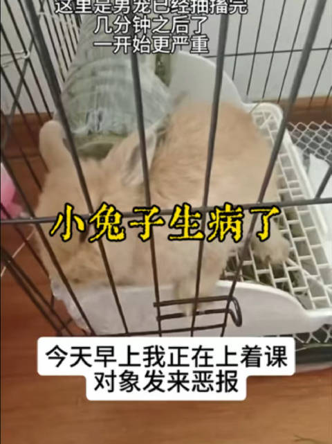 宠物养护