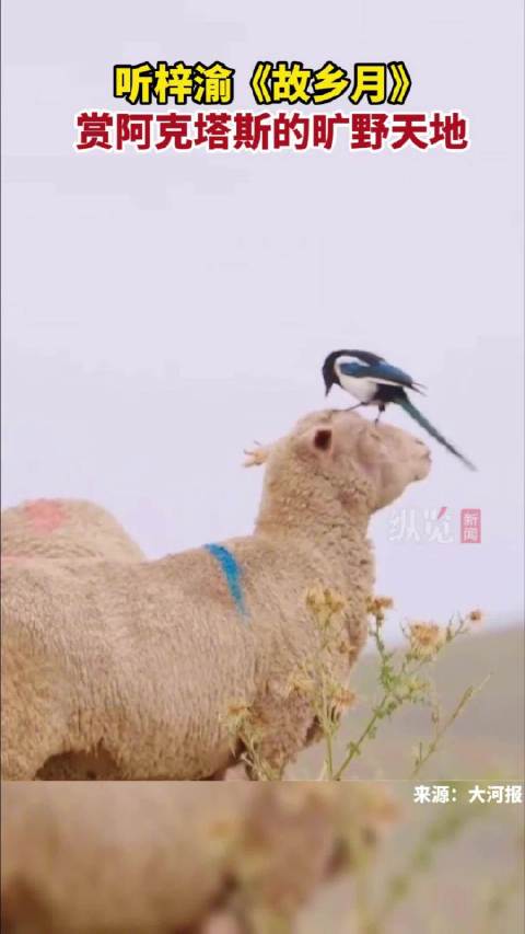 听梓渝故乡月赏阿克塔斯旷野天地