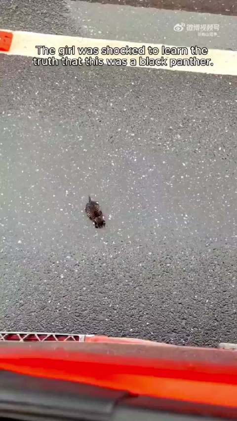 女孩一开始救它的时候并不知道这是一只黑豹