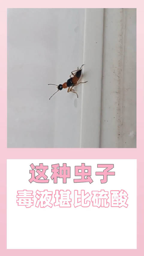 隐翅虫毒液堪比硫酸，遇到千万别拍