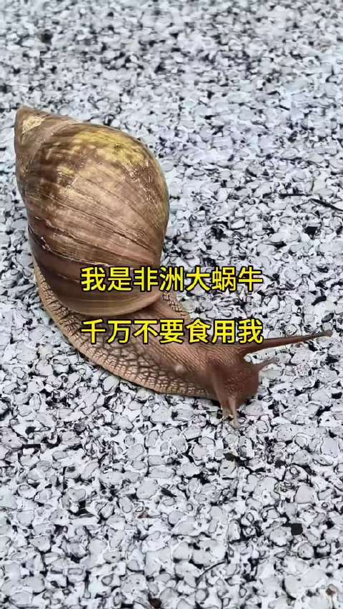 女子拍下巨型蜗牛，专家提醒非洲大蜗牛危害极大
