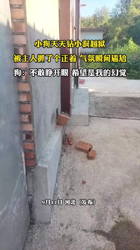 小狗钻洞越狱被主人抓现行，闭眼装幻觉