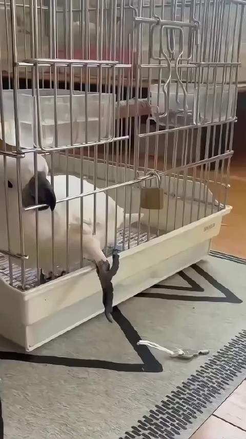 视频拍下一只鹦鹉是如何越狱的？
