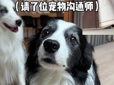 宠物语言专家的断言未必句句属实！