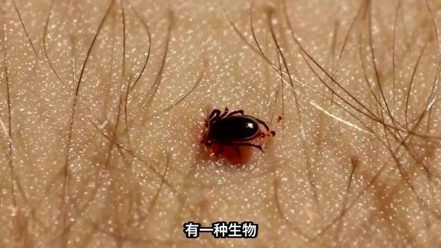 蜱虫：不是毒液，不是撕咬，它咬人的方式很难发现 涨知识