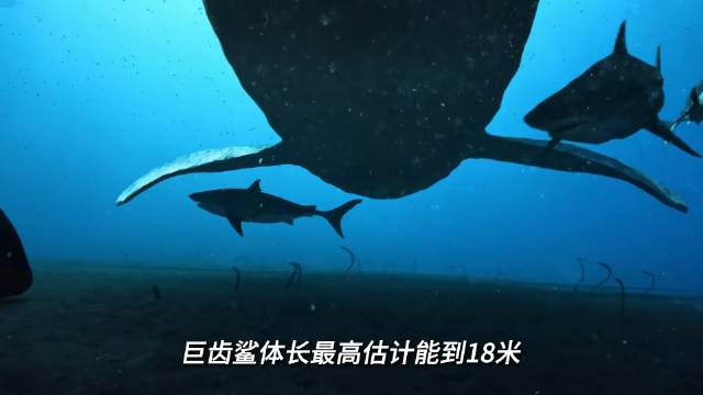 巨齿鲨：地球史上最强掠食者，却没能逃过灭绝的命运