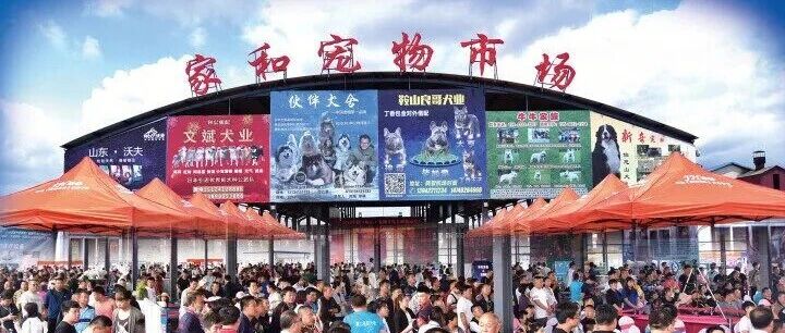 一年卖出百万只猫狗！鞍山如何“宠”出百亿产业？