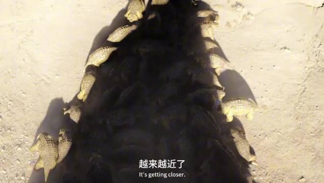 《科莫多巨蜥》我的祖先靠力量，而我靠毒液和细菌6