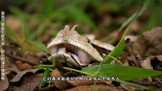 它的毒液能在30分钟内杀死40个成年人，更是最致命的隐形杀手 蛇