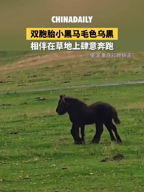 双胞胎小马草原奔跑神同步