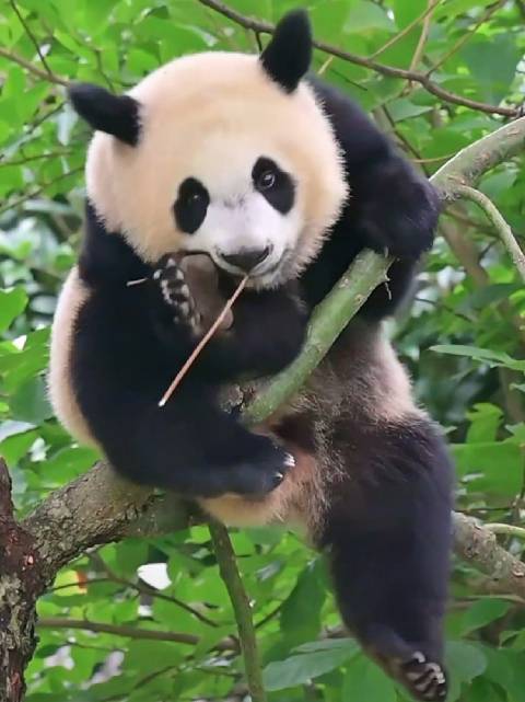 功夫熊猫小“春来”，奶拽奶拽的，真可爱