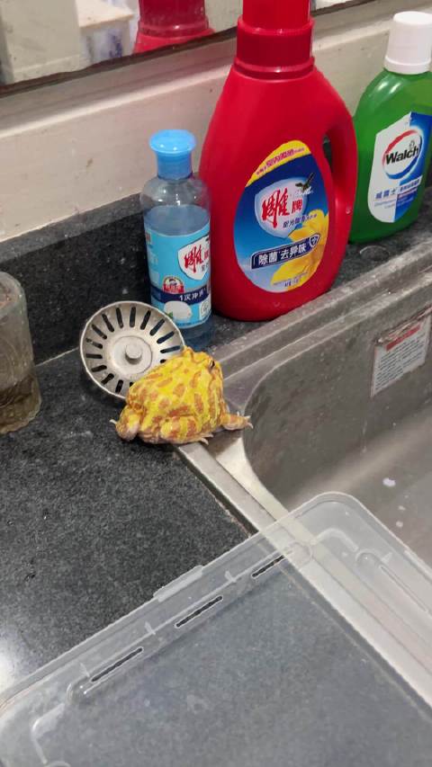 经过一年的长久锻炼之后它终于获得了能越狱的弹跳力