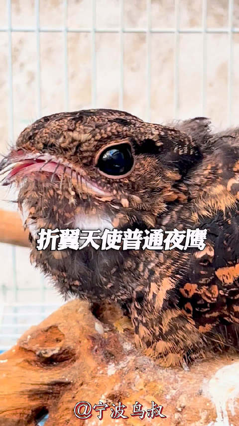 鸟叔直播间，折翼夜鹰在人类掌心学习生存