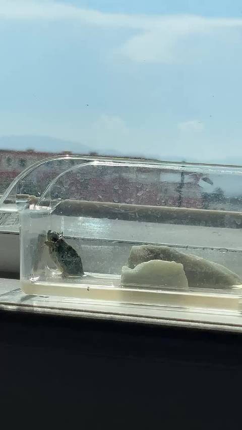 抓到一只越狱的小乌龟 小乌龟该怎么养呢？