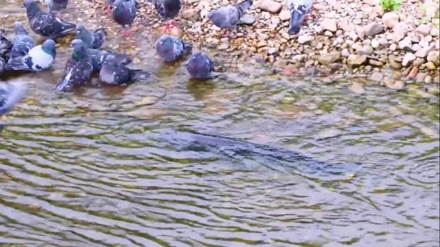动物世界 3.15鲶鱼捕猎方法