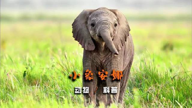 小象只是想吮吸一口乳汁，竟被狠狠踹了一脚