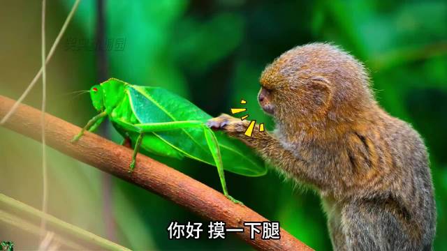 这动物世界谁能不爱看