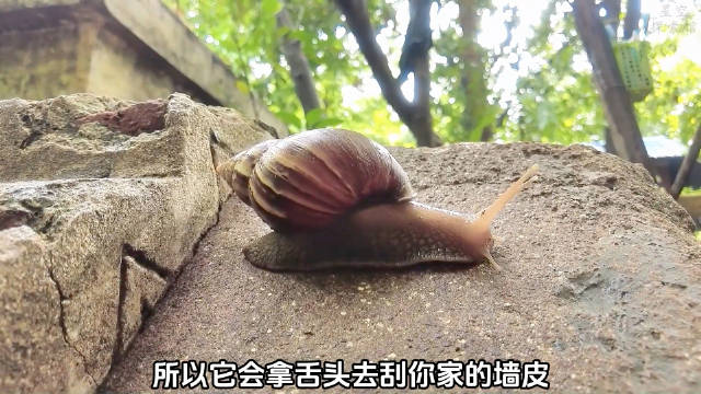 科普帖：雨后路边的大蜗牛别乱碰，寄生虫专钻大脑！