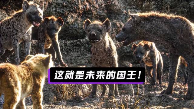王冠代表荣耀与责任光芒背后皆是磨砺