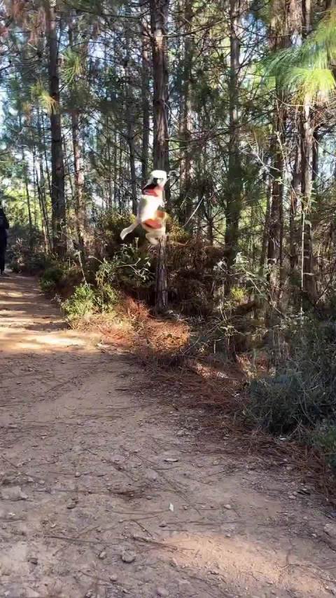 跳舞狐猴濒临灭绝，马达加斯加罕见身影