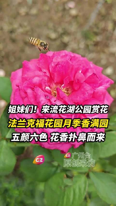 姐妹们！来流花湖公园赏花啦，法兰克福花园月季香满园，10月起进入最佳观赏期