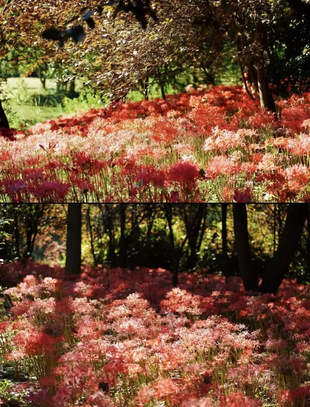 合肥这种花虽美，但千万别碰！