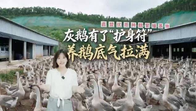 灰鹅有了“护身符”，养鹅底气拉满