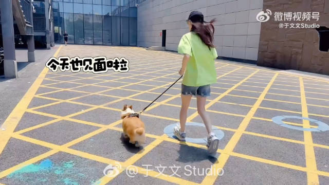 于文文时光音乐会遇狗秒变贴贴狂魔，反问熬夜看狗片