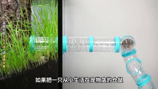 你养的仓鼠进入野外后还能生存吗？ 动物世界