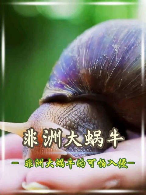 非洲大蜗牛入侵！一只藏300条寄生虫，千万别碰