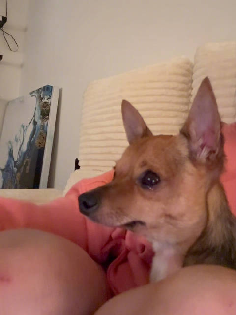小狗看真狮版狮子王木法沙之死感动落泪