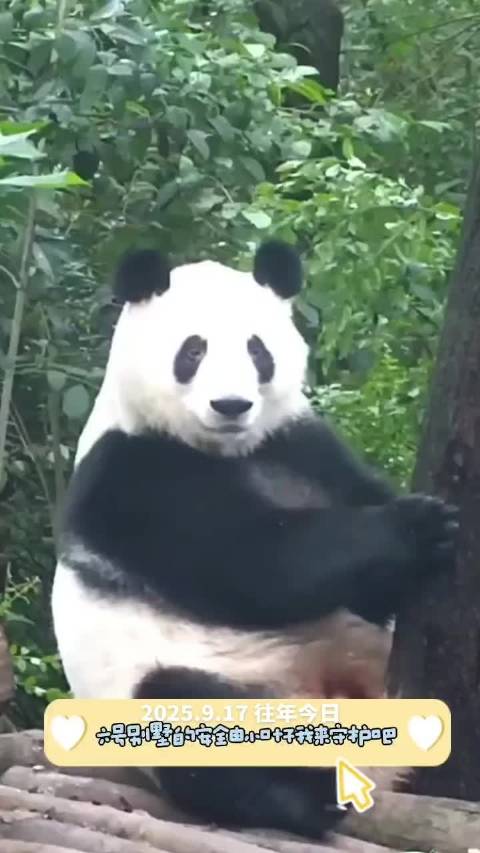 姨姨们六号别墅的安全就由小叶子来守护啦