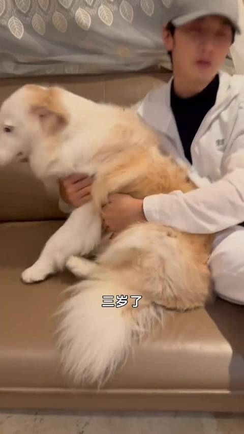 好好rua一块胖黄油面包，给我ruarua