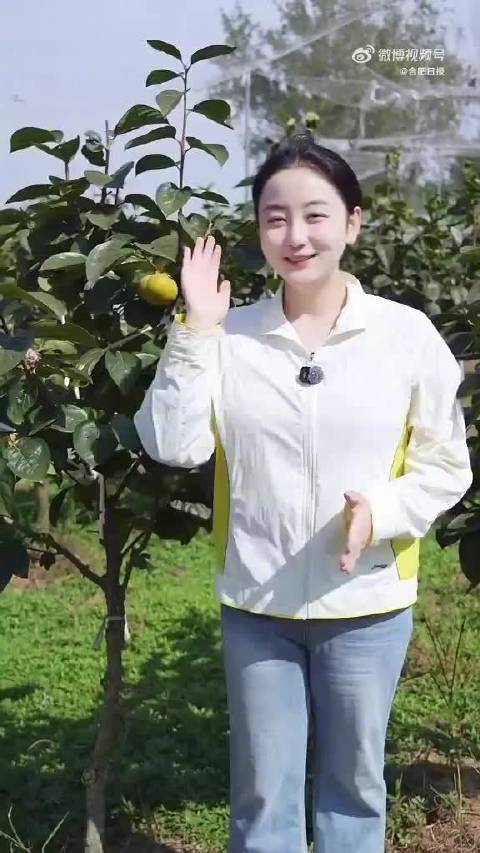 在合肥吃上了高端甜柿
