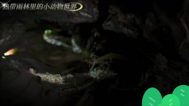 17重建雨林家园，守护马达加斯加，让小小生命继续绽放光彩