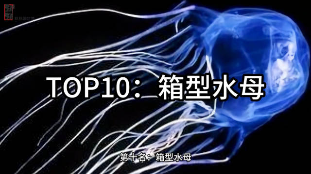 13箱型水母：海洋透明杀手，触手可延伸至三米，毒液四分钟可致死六十人