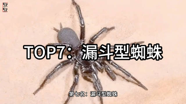16漏斗型蜘蛛：澳大利亚危险蜘蛛，毒液含神经毒素，咬伤后需及时注射抗毒血清